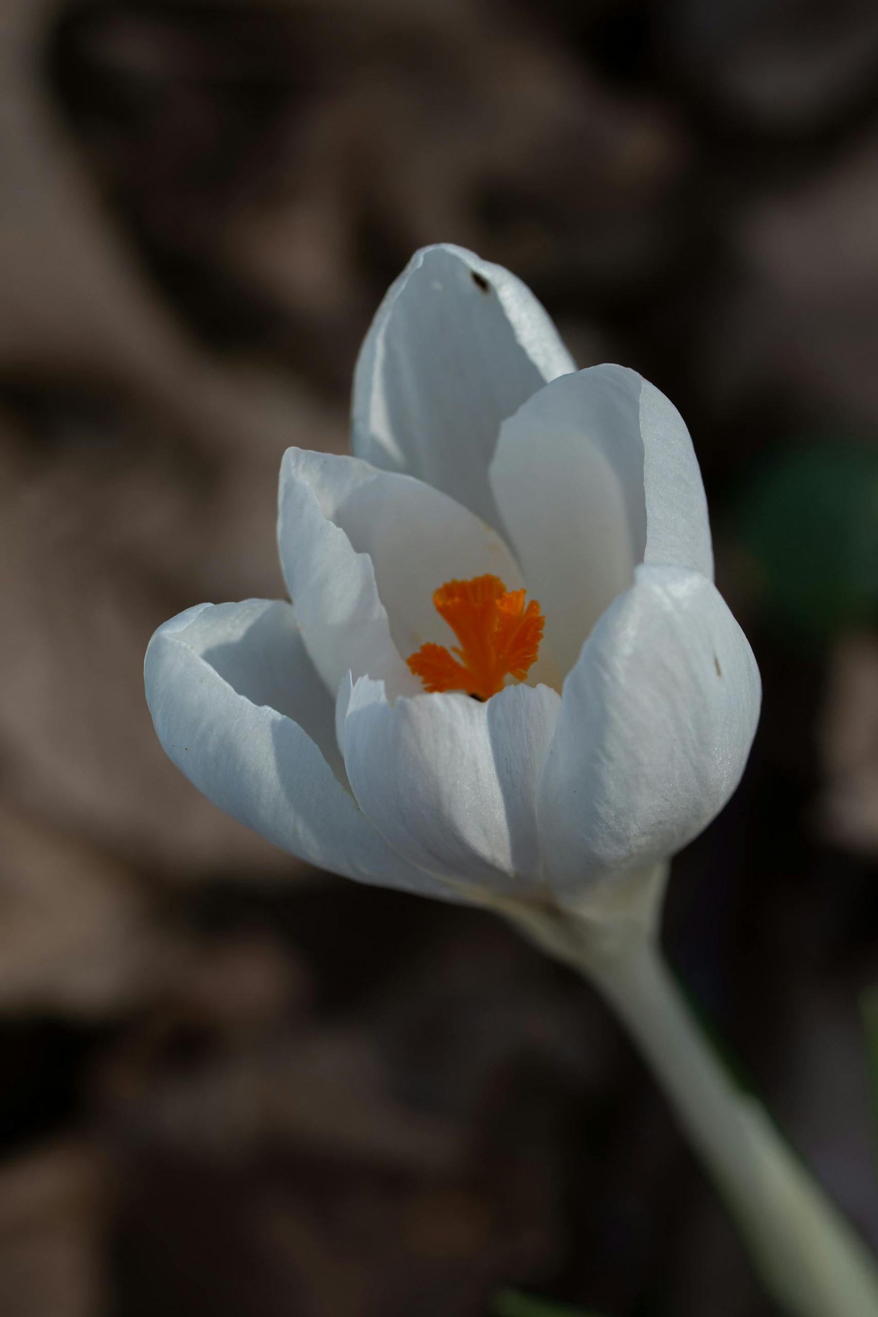 hoa nghệ tây trắng crocuses