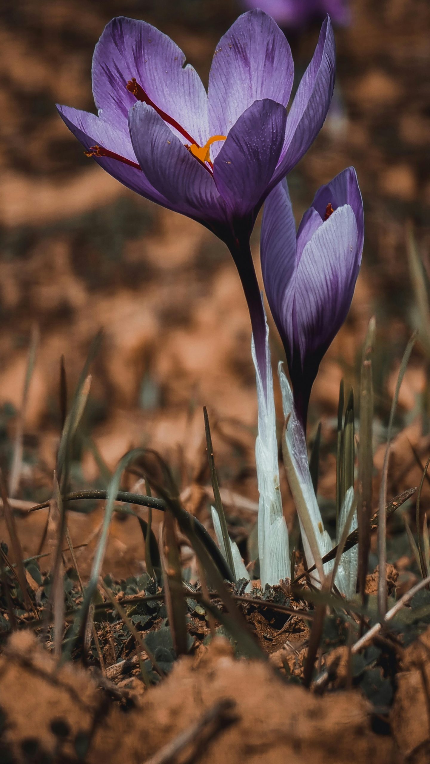 hoa nghệ tây crocuses 43