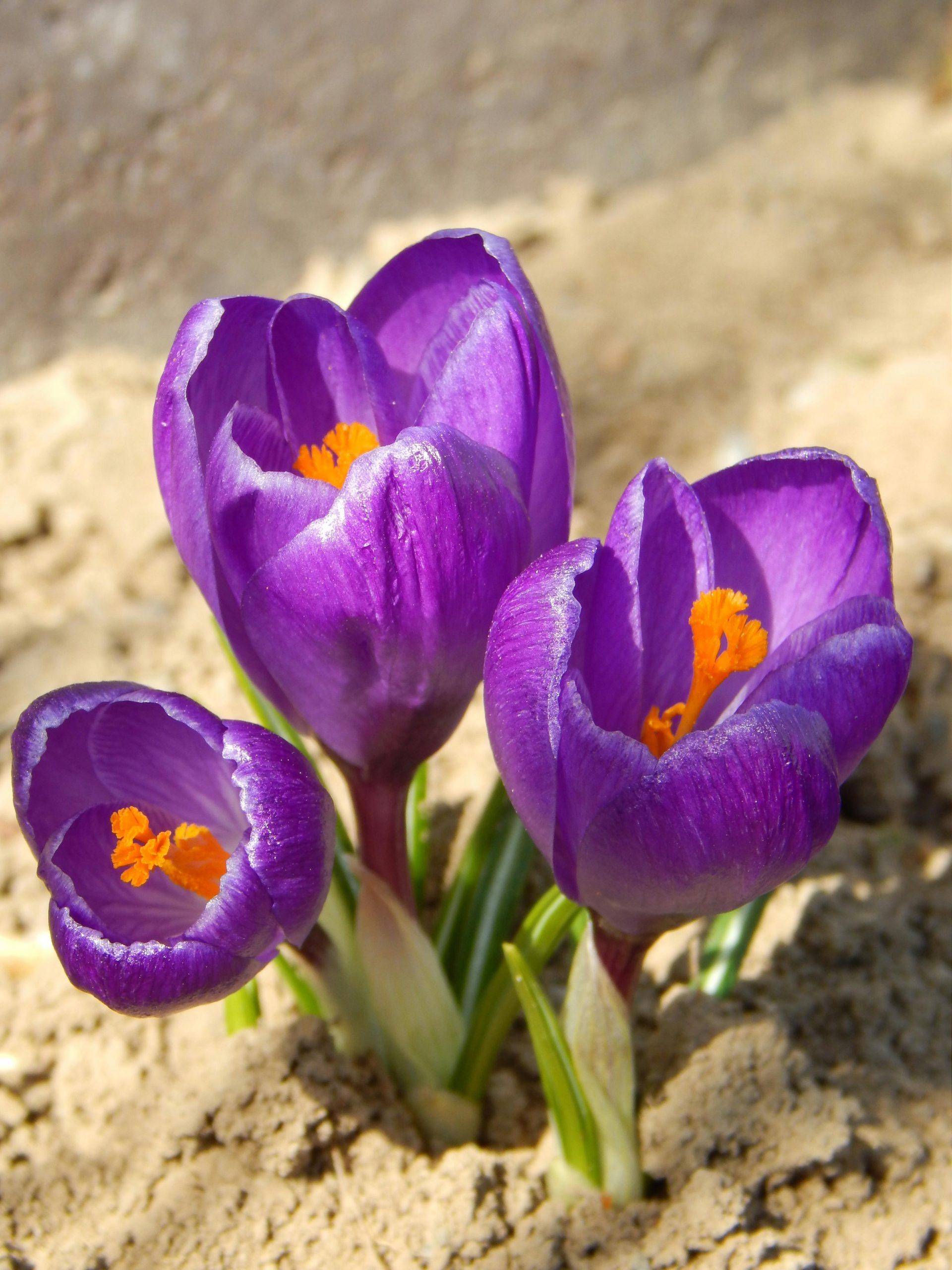 hoa nghệ tây crocuses 45