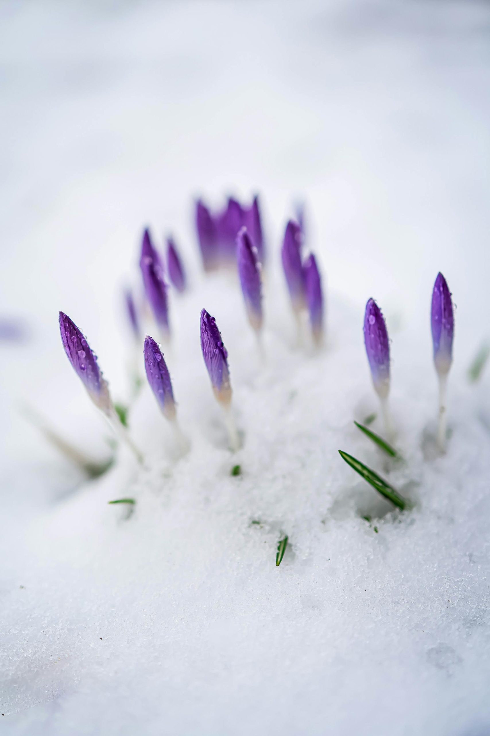 hoa nghệ tây crocuses 46