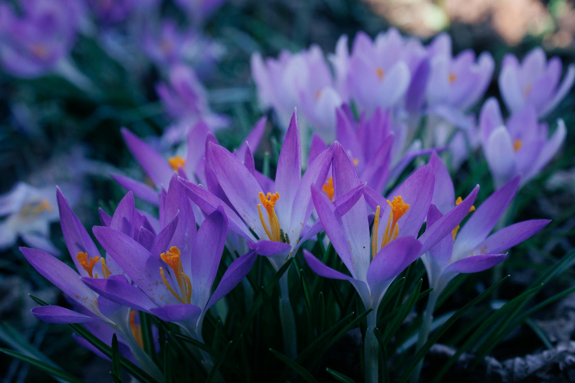 hoa nghệ tây crocuses 5