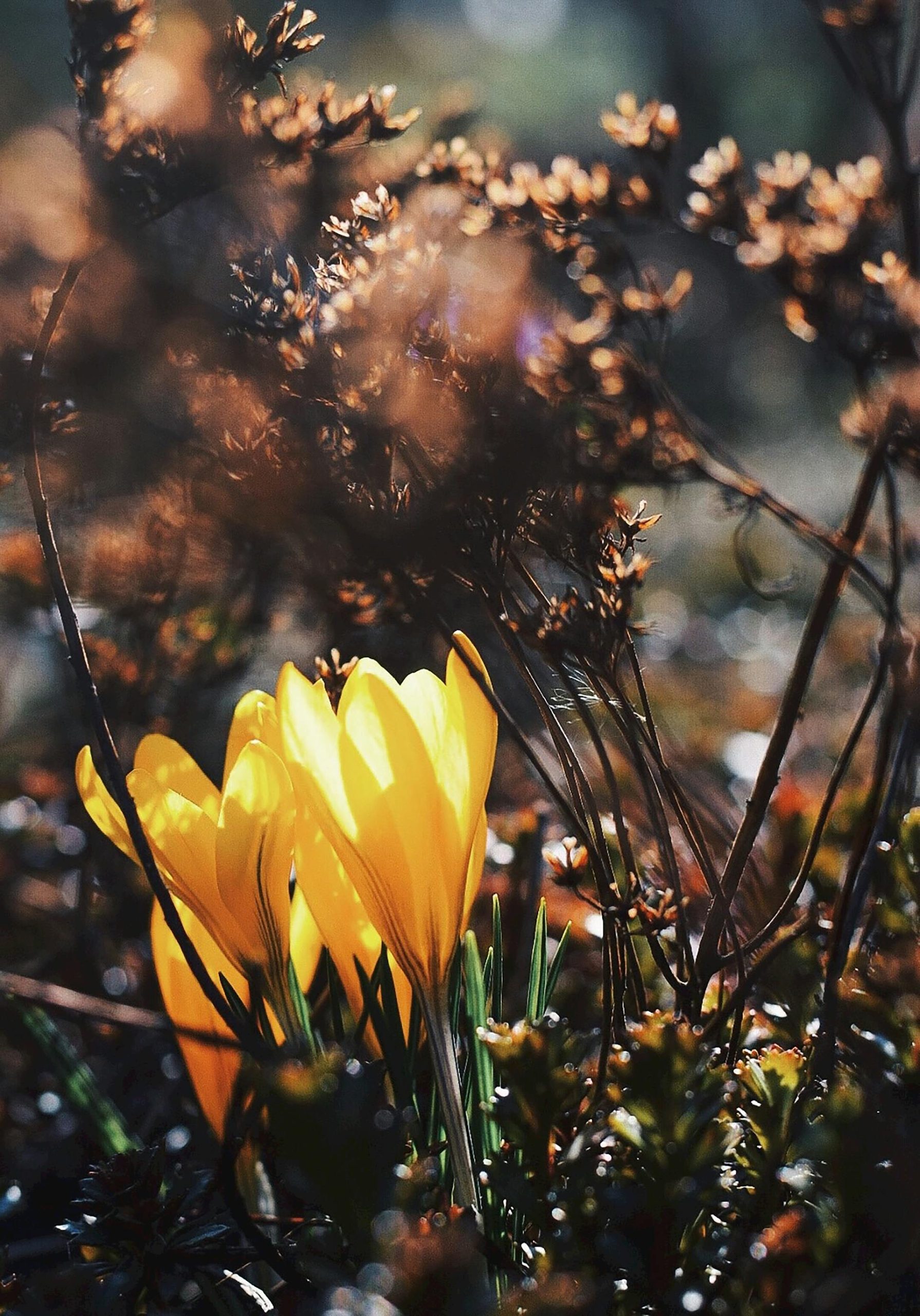 hoa nghệ tây crocuses 47