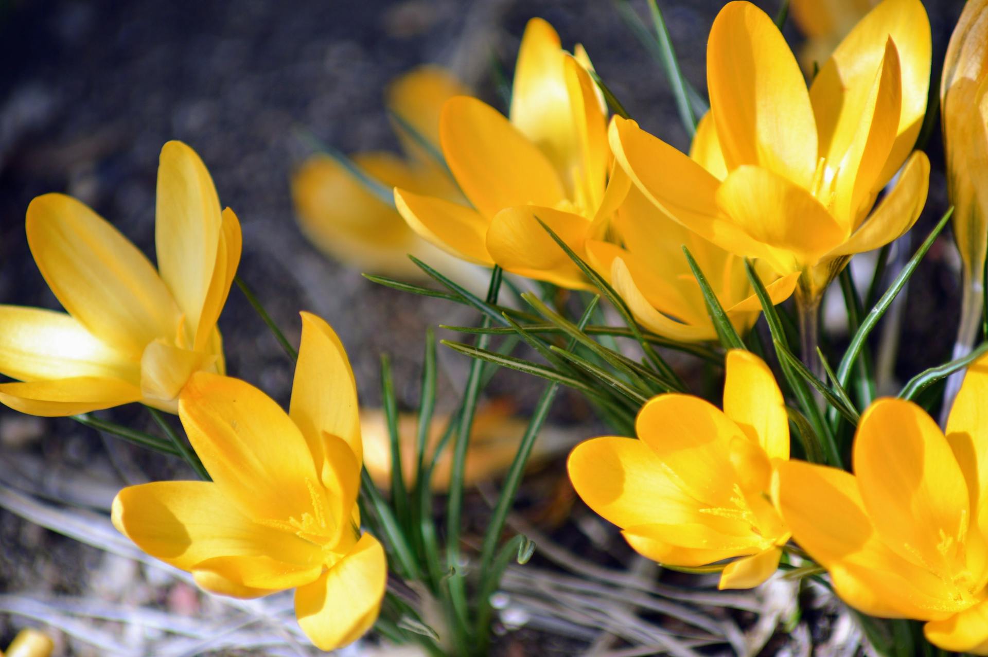 hoa nghệ tây crocuses 6