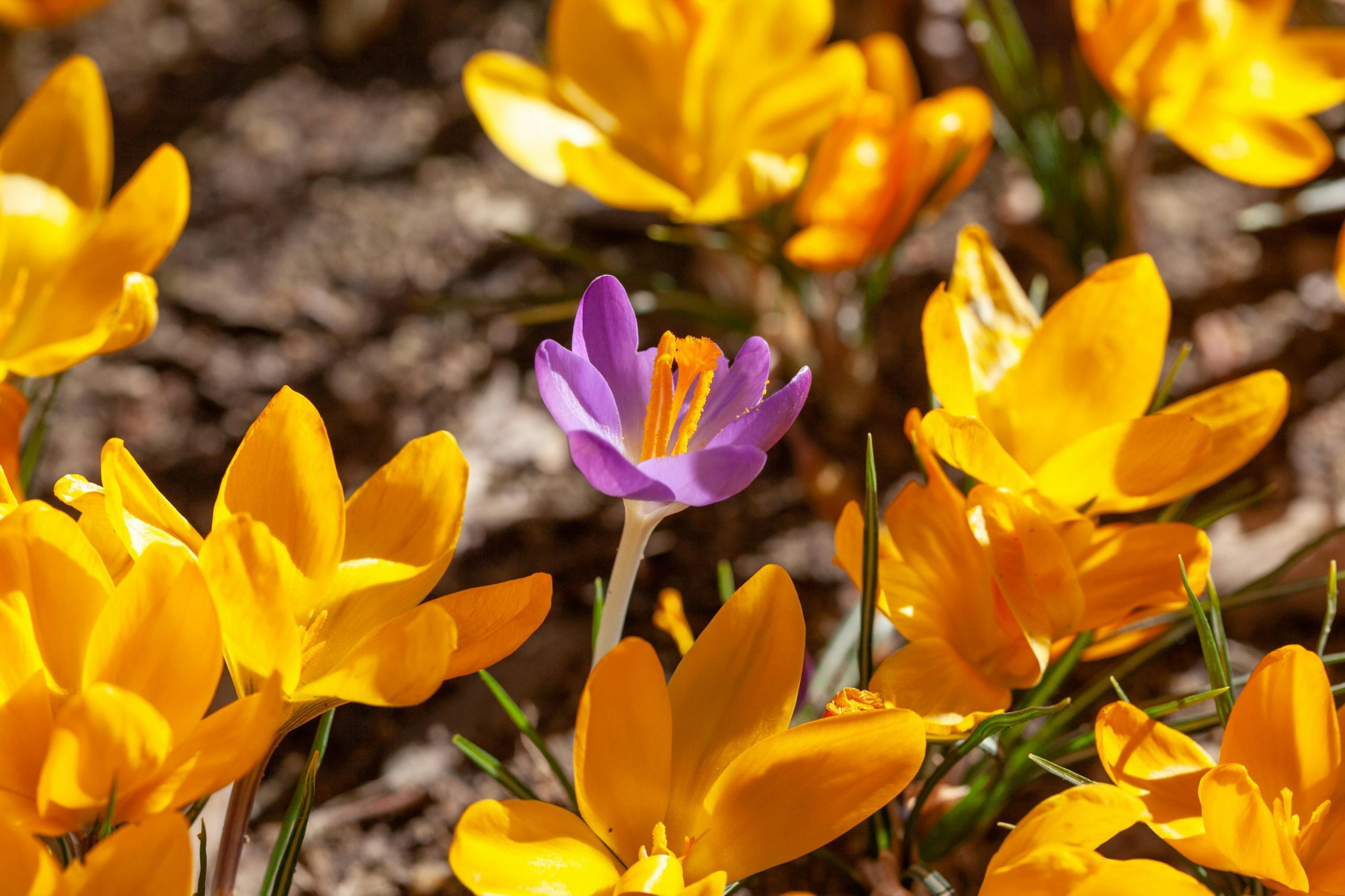 hoa nghệ tây crocuses 7