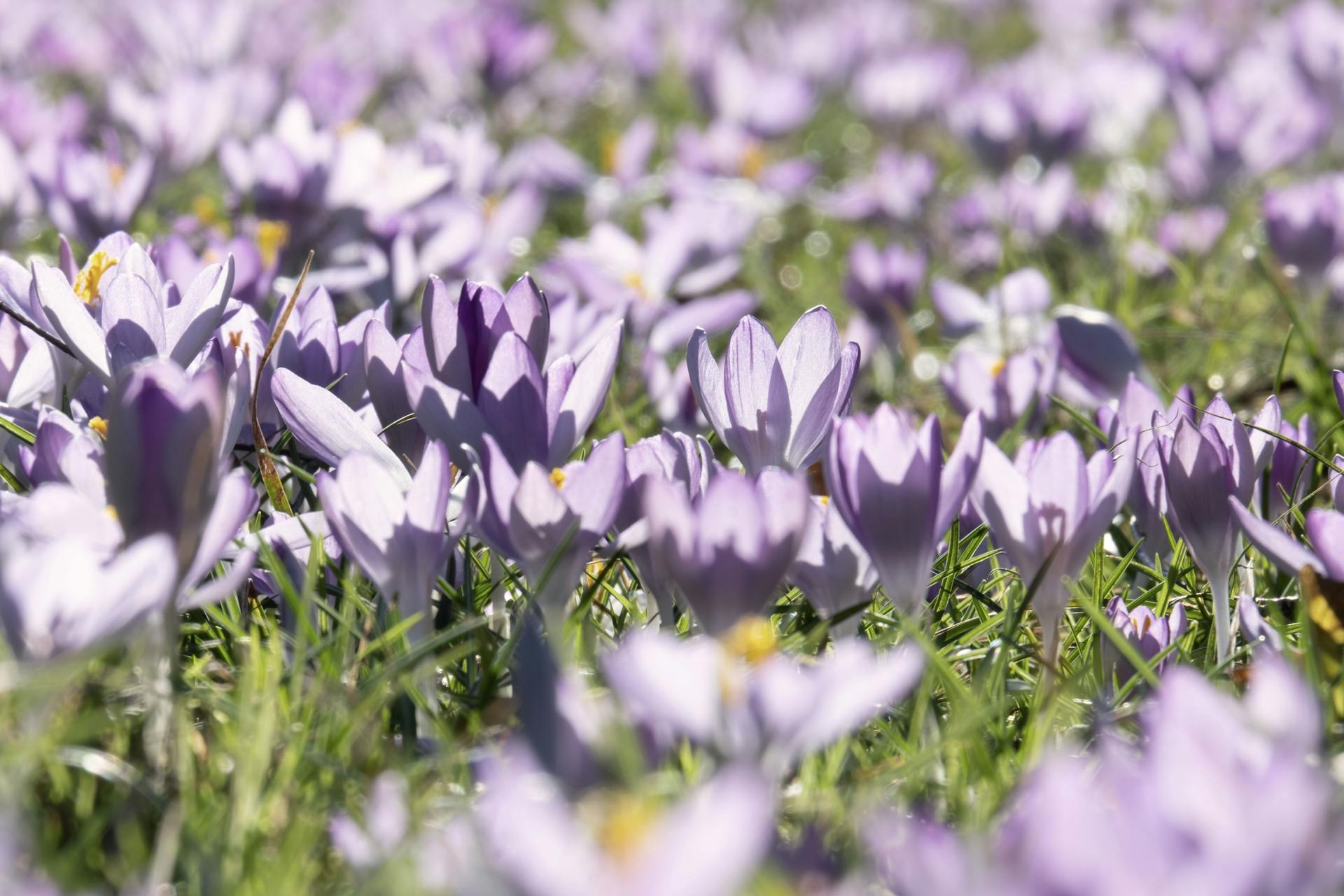 hoa nghệ tây crocuses 8