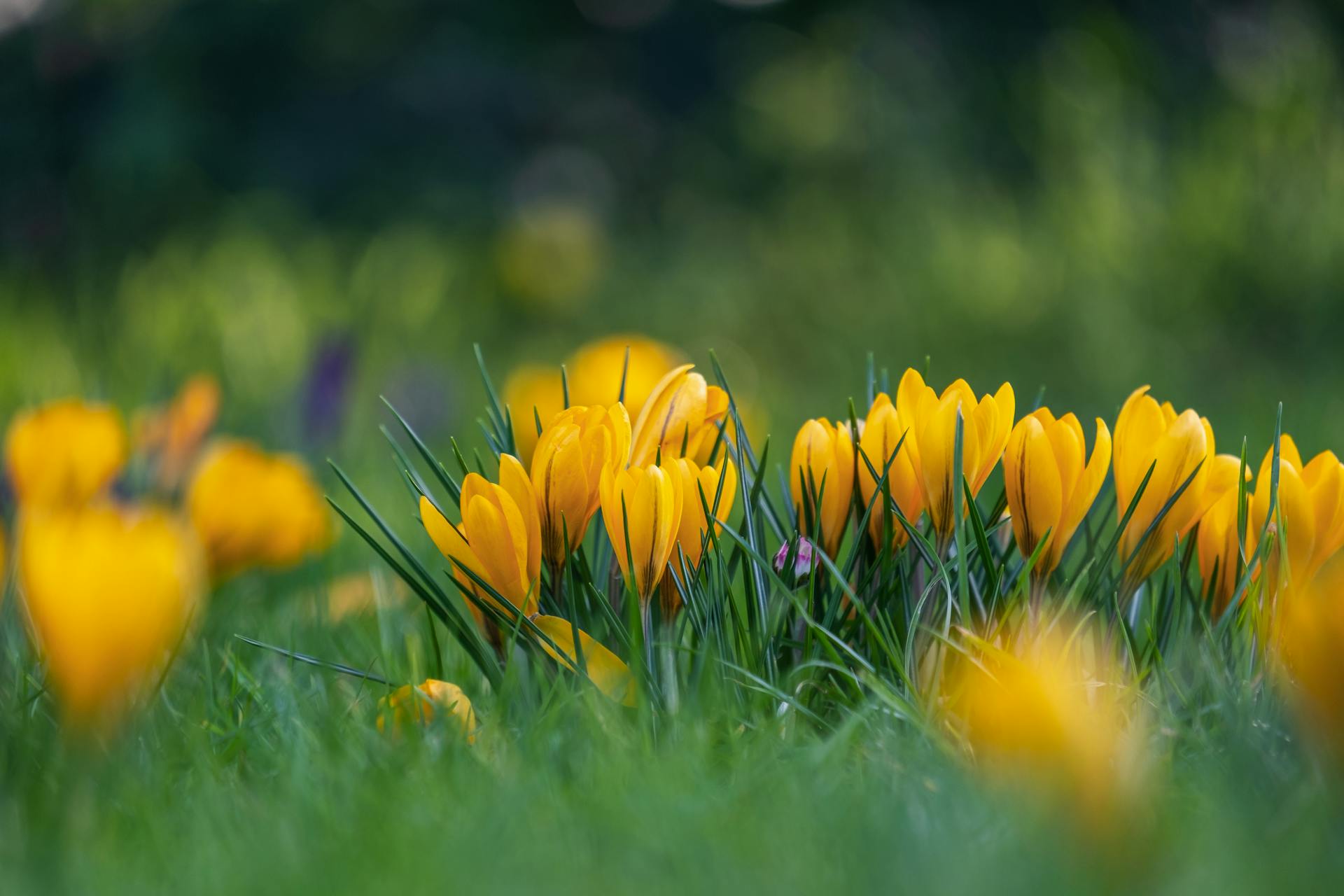 hoa nghệ tây crocuses 9