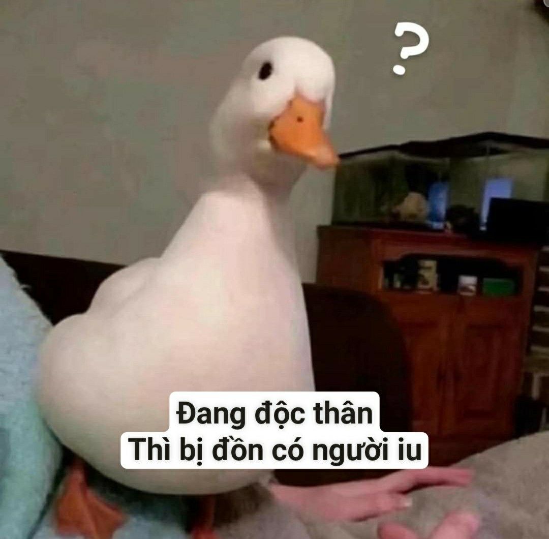 MEME Vịt hài hước, đáng yêu nhất 27