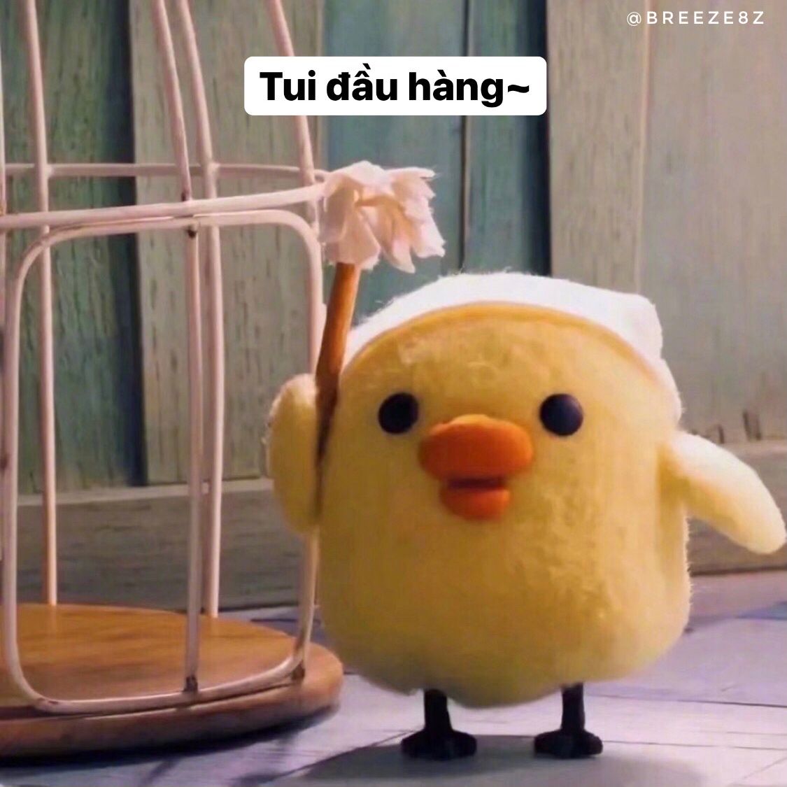 MEME Vịt hài hước, đáng yêu nhất 26