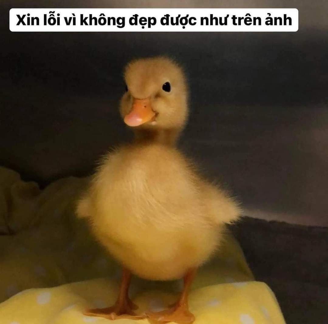 MEME Vịt hài hước, đáng yêu nhất 12