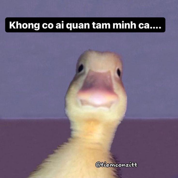 MEME Vịt hài hước, đáng yêu nhất 11