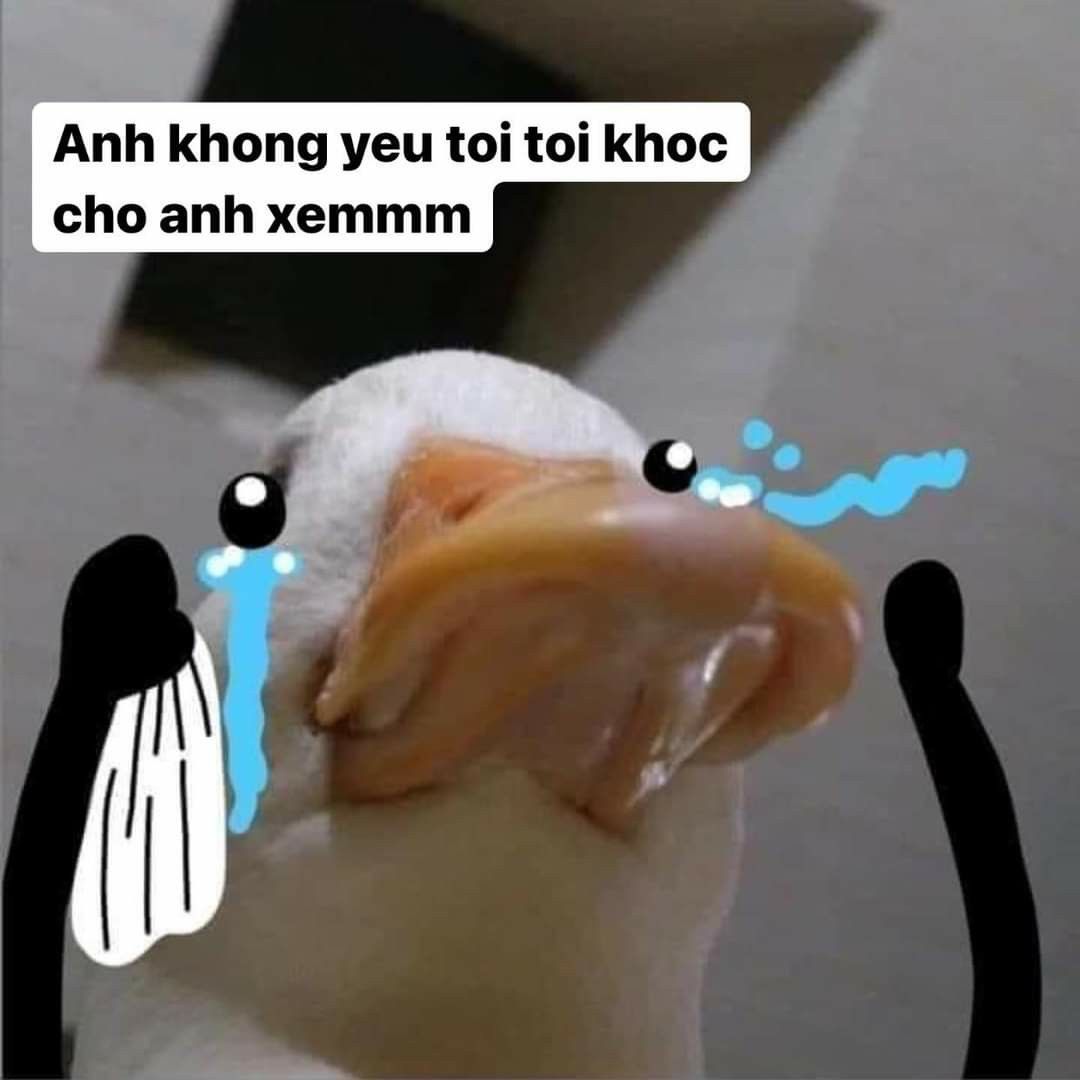 MEME Vịt hài hước, đáng yêu nhất 36