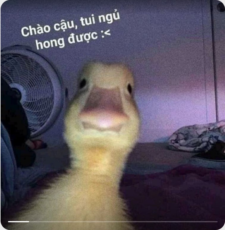 MEME Vịt hài hước, đáng yêu nhất 2