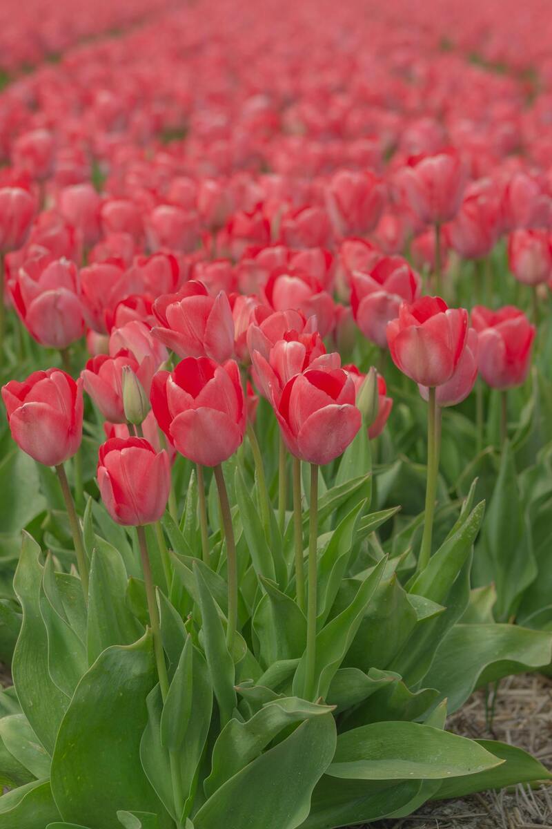 Hình nền hoa Tulip