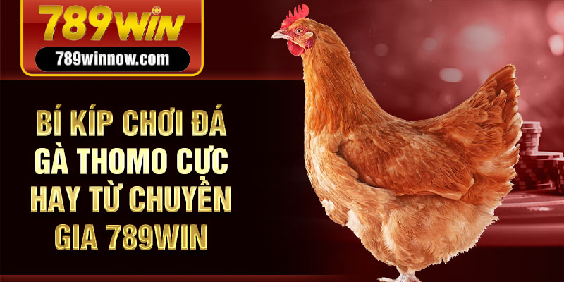 Bí kíp chơi đá gà Thomo cực hay từ chuyên gia 789win
