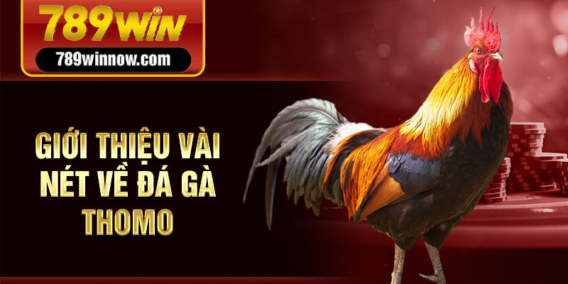 Giới thiệu vài nét về đá gà Thomo