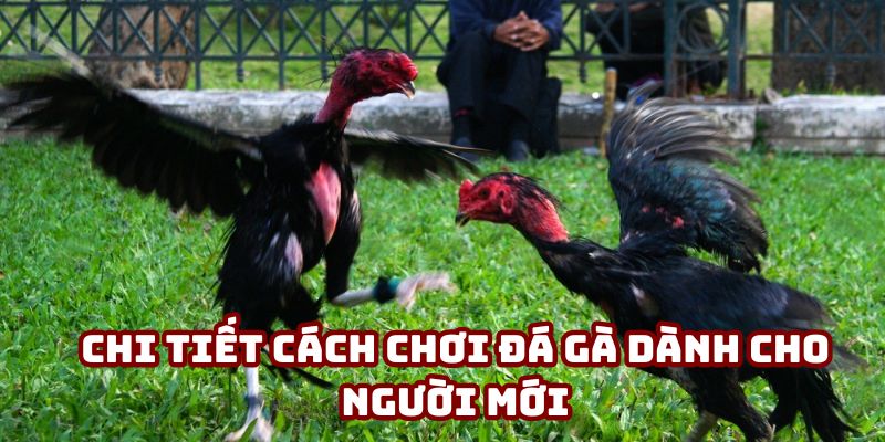 Chi tiết cách chơi đá gà dành cho người mới
