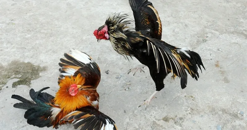 Bí quyết tốc độ ra đòn thần tốc của gà Phù