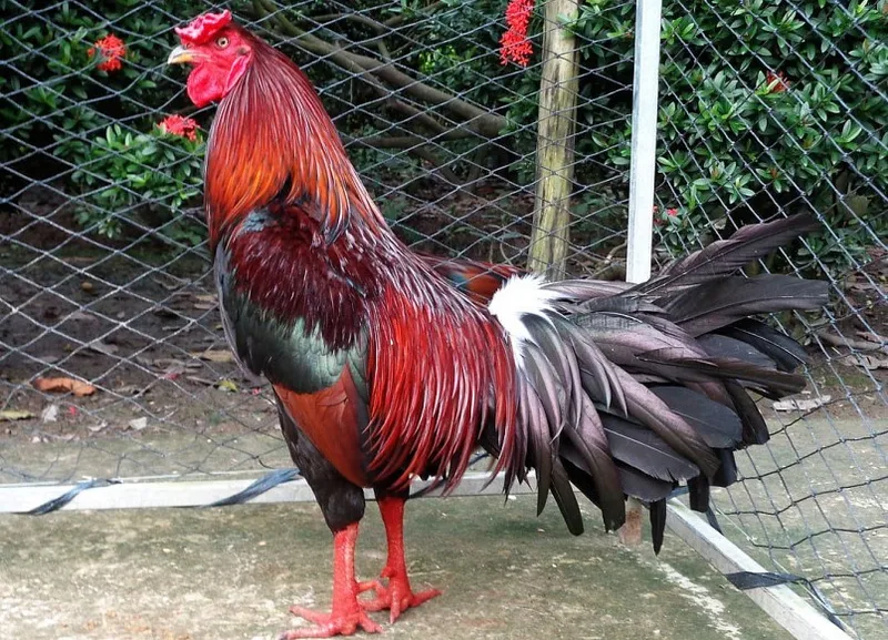 Những trận đấu đá gà trực tiếp để đời của gà Phù