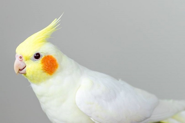 vet-ma-vang